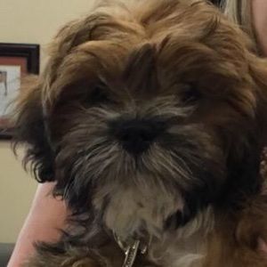 Meet your Posher, Brandon